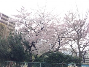 豊津第一小学校の桜