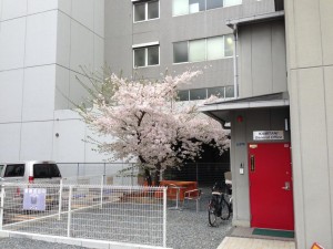 吹田江坂一郵便局近くのビルに囲まれた桜
