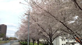 豊津中学校付近の堤防沿いの桜